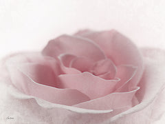 LD3356 - Romantic Rose II - 16x12