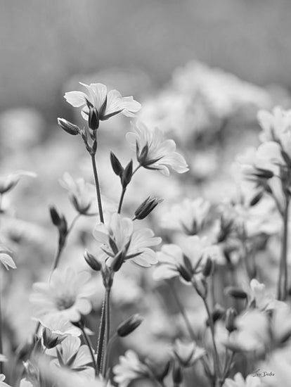 Lori Deiter LD3408 - LD3408 - Spring Flowers - 12x16 Photography, Flowers, Spring, Spring Flowers, Black & White from Penny Lane