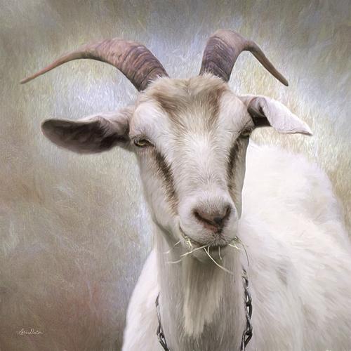 Lori Deiter LD878A - Up Close Goat - Goat, Animals, Photography, Farm Life from Penny Lane Publishing