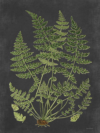 lettered & lined LET477 - LET477 - Fern Study - 12x16 Ferns, Greenery, Botanical, Black Background from Penny Lane