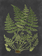 LET477 - Fern Study - 12x16