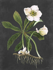 LET479 - Hellebore - 12x16