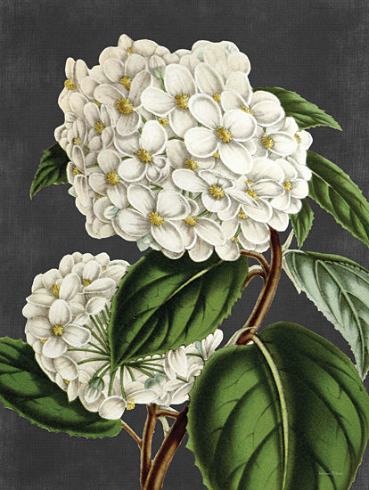 lettered & lined LET480 - LET480 - Hydrangea - 12x16 Hydrangea, White Hydrangeas, Flowers, Black Background, Spring Flowers from Penny Lane