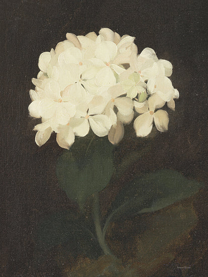 lettered & lined LET489 - LET489 - Vintage White Hydrangea - 12x16 Vintage White Hydrangea, Flowers, White Hydrangea, Black Background from Penny Lane