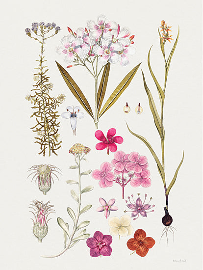 lettered & lined LET493 - LET493 - Vintage Bloom Study - 12x16 Vintage Bloom Study, Flowers, Petals, Bloom Study, Chart from Penny Lane