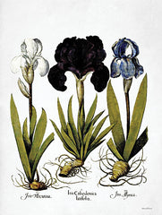 LET546 - Iris Botanical II - 12x16
