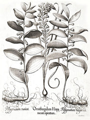 LET553 - Ornithogalum Botanical - 12x16