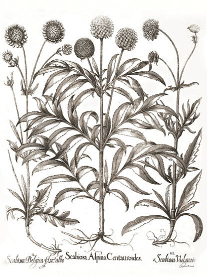 lettered & lined LET554 - LET554 - Scabiosa Botanical - 12x16 Scabiosa, Flowers, Botanical, Sketch from Penny Lane