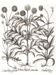 LET554 - Scabiosa Botanical - 12x16