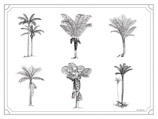 lettered & lined LET556 - LET556 - Palm Tree Varieties - 16x12 Palm Trees, Tropical, Coastal, Sketch from Penny Lane