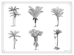 LET556 - Palm Tree Varieties - 16x12