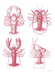 LET565 - Lobsters - 12x16