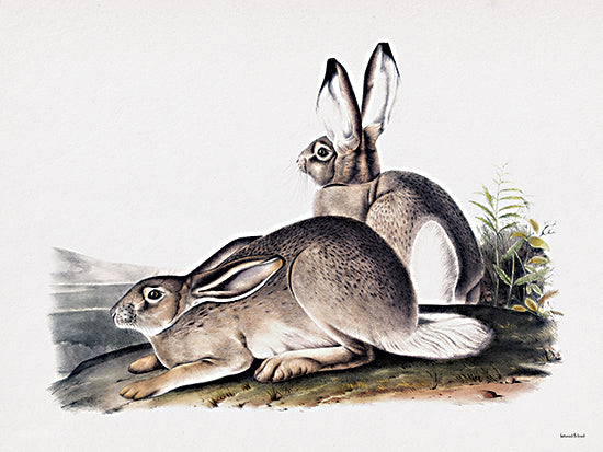 lettered & lined LET830 - LET830 - Pair of Rabbit Illustration - 16x12 Rabbits, Landscape, Illustration, Brown Rabbits from Penny Lane