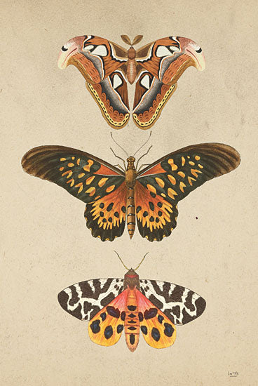 Lux + Me Designs LUX778 - LUX778 - Butterfly and Moths - 12x18 Butterflies, Moths, Insects, Chart, Mounted, Nature from Penny Lane