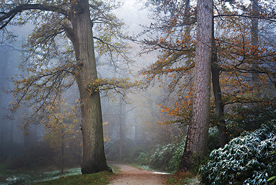 Martin Podt MPP1025 - MPP1025 - Peaceful Path - 18x12 Photography, Landscape, Trees, Path, Bushes, Forest, Fog, Leaves, Nature from Penny Lane