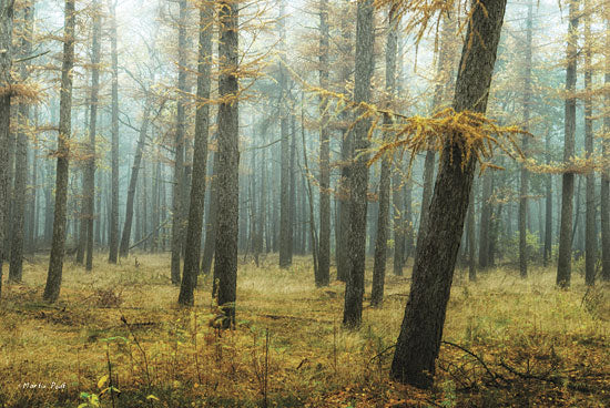 Martin Podt MPP142 - Holterberg in the Mist - Trees, Forest, Landscape from Penny Lane Publishing