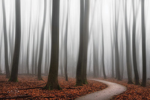 Martin Podt MPP336 - Faded - Trees, Path, Forest, Fog from Penny Lane Publishing
