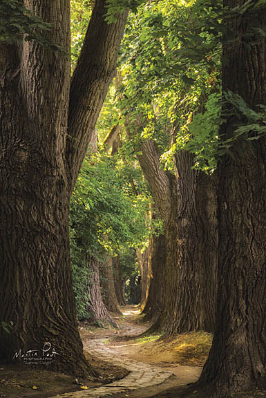 Martin Podt MPP339 - Summer Delight - Trees, Path, Forest from Penny Lane Publishing