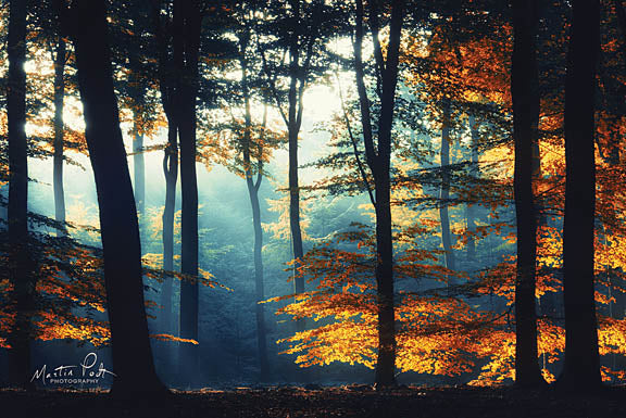 Martin Podt Hot and Cold - Trees, Forest, Sun from Penny Lane Publishing
