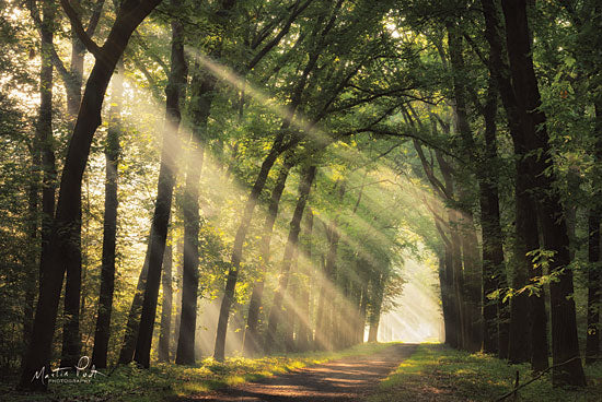 Martin Podt MPP476 - MPP476 - The Light of Lochem   - 18x12 Photography, Paths, Trees, Forest from Penny Lane