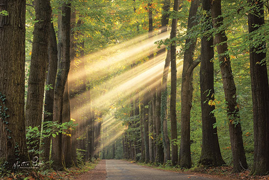 Martin Podt MPP477 - MPP477 - Rayzor Light    - 18x12 Photography, Sun Rays, Paths, Trees, Forest from Penny Lane