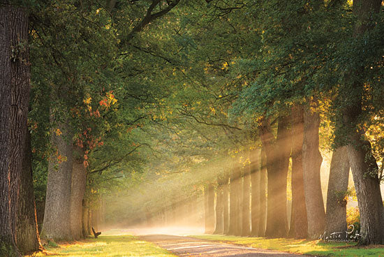 Martin Podt MPP478 - MPP478 - Perfect Place to Sit    - 18x12 Photography, Sun Rays, Paths, Trees, Forest, Bird from Penny Lane