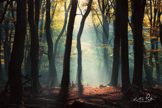 Martin Podt MPP518 - MPP518 - Forest Blues - 18x12 Photography, Trees, Sunlight, Nature, Leaves, Forest from Penny Lane