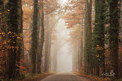 MPP519 - Foggy Autumn Road   - 18x12