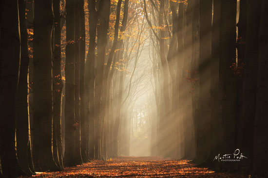 Martin Podt MPP520 - MPP520 - Classic Shot   - 18x12 Photography, Trees, Sunlight, Nature, Leaves, Forest, Road, Path from Penny Lane
