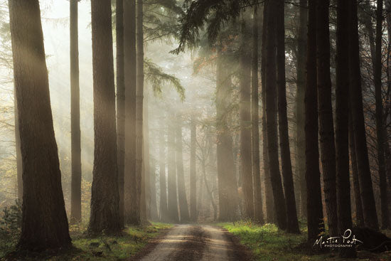 Martin Podt MPP522 - MPP522 - Natural Beauty   - 18x12 Photography, Trees, Sunlight, Nature, Leaves, Forest, Road, Path from Penny Lane