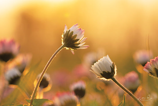 Martin Podt MPP584 - MPP584 - Daisies     - 18x12 Photography, Daisies, Sunset from Penny Lane