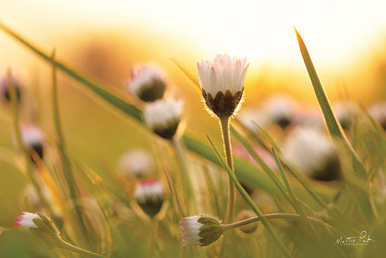 Martin Podt MPP585 - MPP585 - Daisy at Sunset     - 18x12 Photography, Daisies, Sunset from Penny Lane