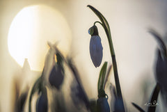 MPP595 - Backlit Snowdrop - 18x12