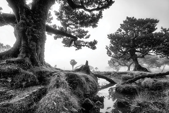 Martin Podt MPP609 - MPP609 - Black & White Fanal - 18x12 Photography, Black & White, Trees, Landscape, Creek from Penny Lane