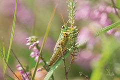 MPP625 - Grasshopper - 18x12