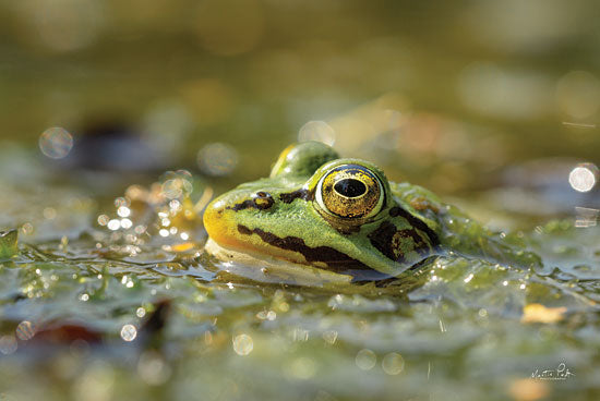 Martin Podt MPP626 - MPP626 - Frog - 18x12 Photography, Frog, Water, Nature from Penny Lane