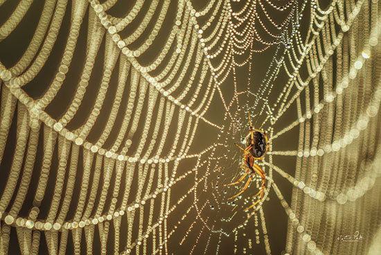 Martin Podt MPP629 - MPP629 - The Spider and Her Jewels - 18x12 Photography, Spider, Web, Water from Penny Lane