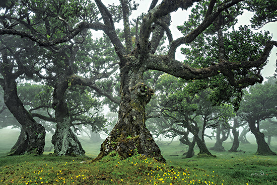 Martin Podt MPP630 - MPP630 - Enchanted Forest I - 18x12 Trees, Forest, Flowers, Yellow Flowers, Photography from Penny Lane