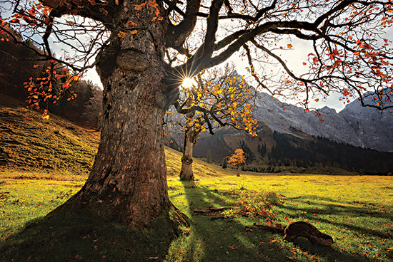 Martin Podt MPP632 - MPP632 - The Star - 18x12 Photography, Light Rays, Landscape, Trees, Mountains from Penny Lane