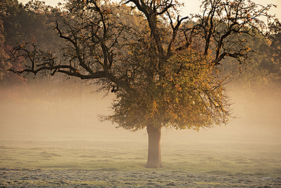 Martin Podt MPP633 - MPP633 - The Funny One - 18x12 Photography, Landscape, Trees, Fog, Sunrise from Penny Lane