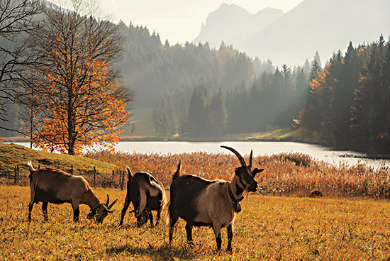 Martin Podt MPP647 - MPP647 - Austrian Goats - 18x12 Goats, Austrian Goats, Pasture, Landscape, Photography from Penny Lane