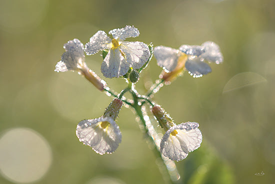 Martin Podt MPP651 - MPP651 - Morning Dew - 18x12 White Flower, Morning Dew, Photography from Penny Lane
