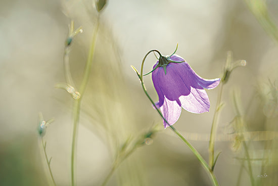 Martin Podt MPP652 - MPP652 - Morning Light - 18x12 Purple Flower, Morning Light, Photography from Penny Lane