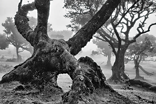 Martin Podt MPP657 - MPP657 - The Elephant - 18x12 Tree, Forest, Black & White, Photography from Penny Lane