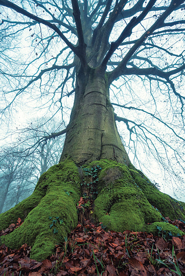Martin Podt MPP659 - MPP659 - The Giant II - 12x18 Trees, Ivy, Photography from Penny Lane