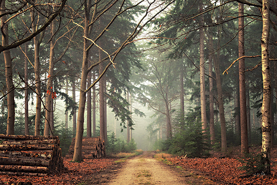 Martin Podt MPP663 - MPP663 - Harvesting Time - 18x12 Trees, Forest, Road, Path, Photography, Harvesting Time, Autumn from Penny Lane