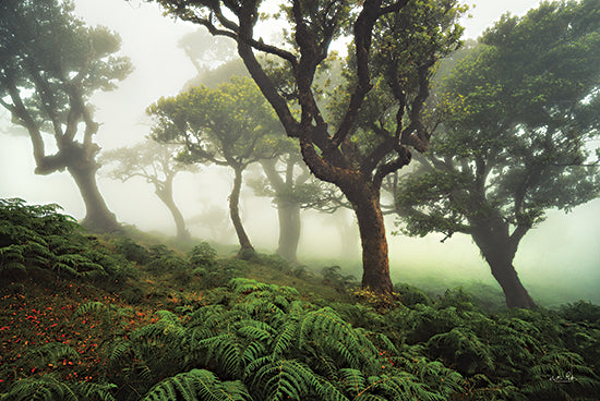 Martin Podt MPP665 - MPP665 - Milky Forest - 18x12 Trees, Forest, Foggy, Photography from Penny Lane