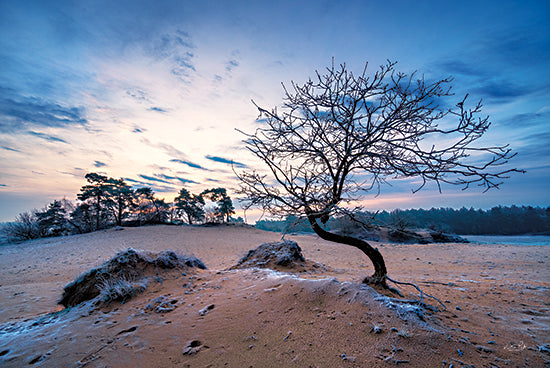 Martin Podt MPP666 - MPP666 - My Beautiful Shorty - 18x12 Tree, Clouds, Nature, Photography from Penny Lane