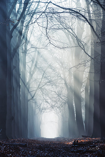 Martin Podt MPP670 - MPP670 - Blinded by the Lights - 12x18 Trees, Fog, Forest, Photography from Penny Lane