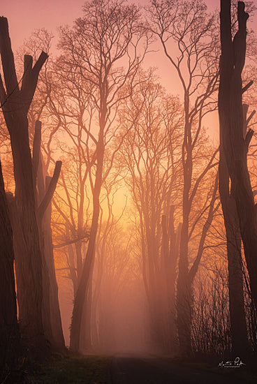Martin Podt MPP672 - MPP672 - Mysterious Mood - 12x18 Trees, Sun, Photography, Forest from Penny Lane